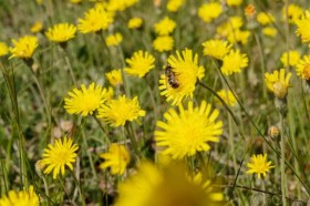 Őszi oroszlánfog, Leontodon autumnalis, etnobotanika